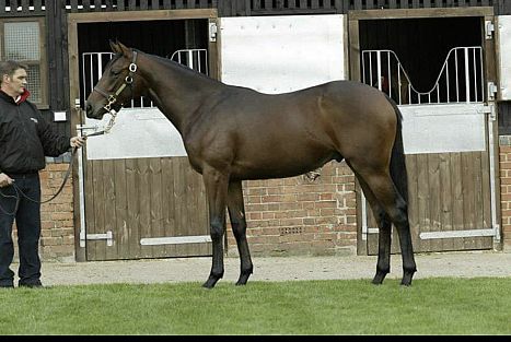 Stunning Dressage Prospect